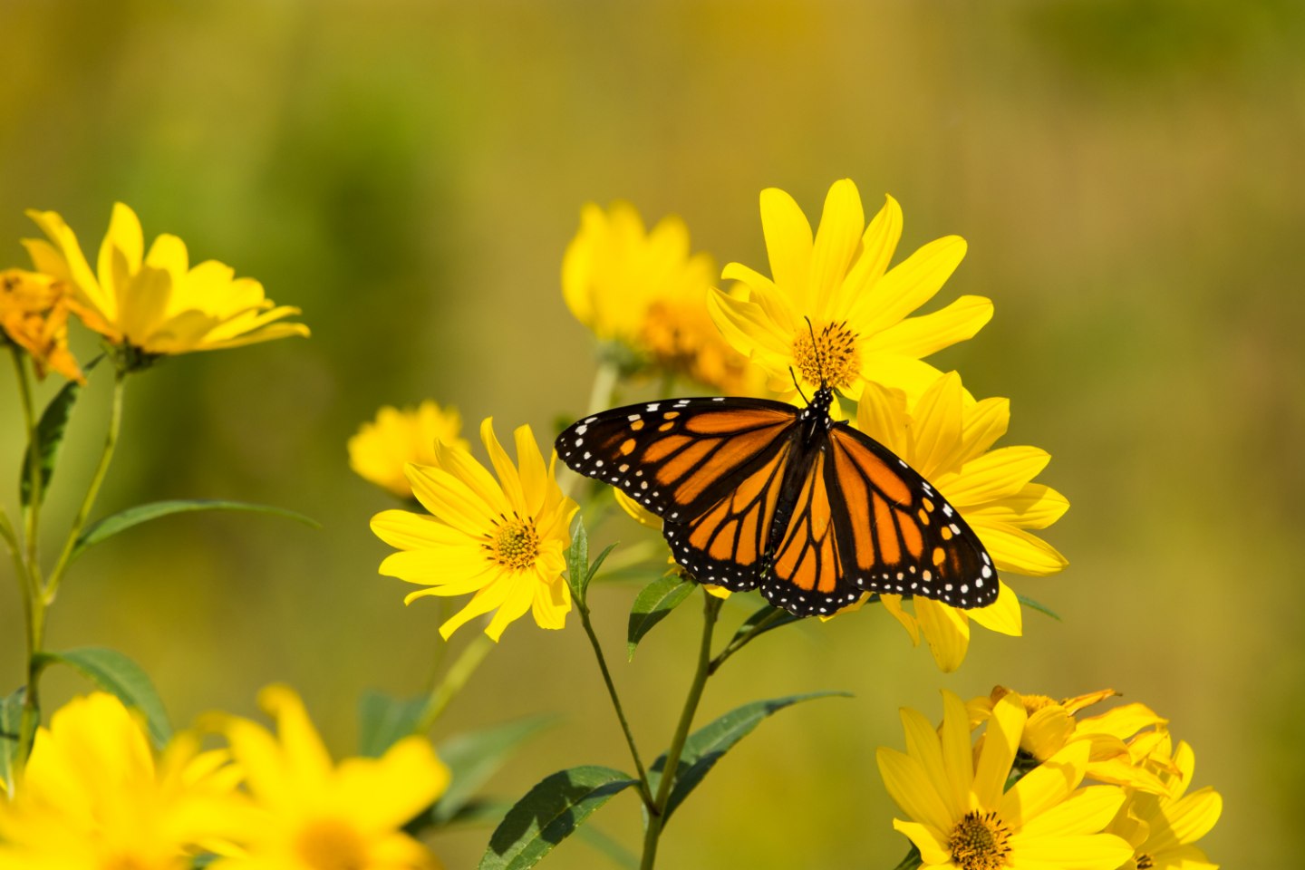 Monarch butterfly resting on a yellow wildflower