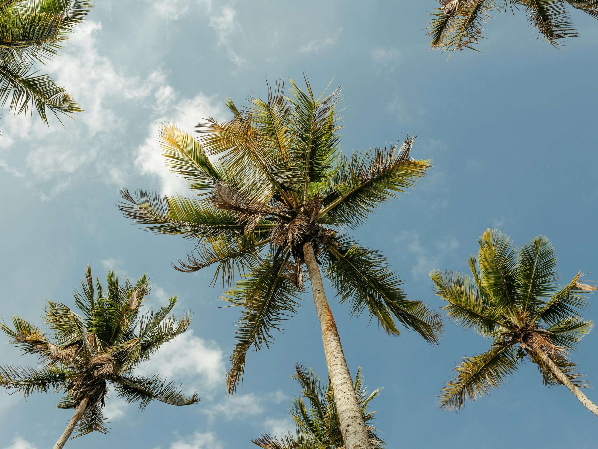Palm trees against a blue sky with scattered clouds in Florida