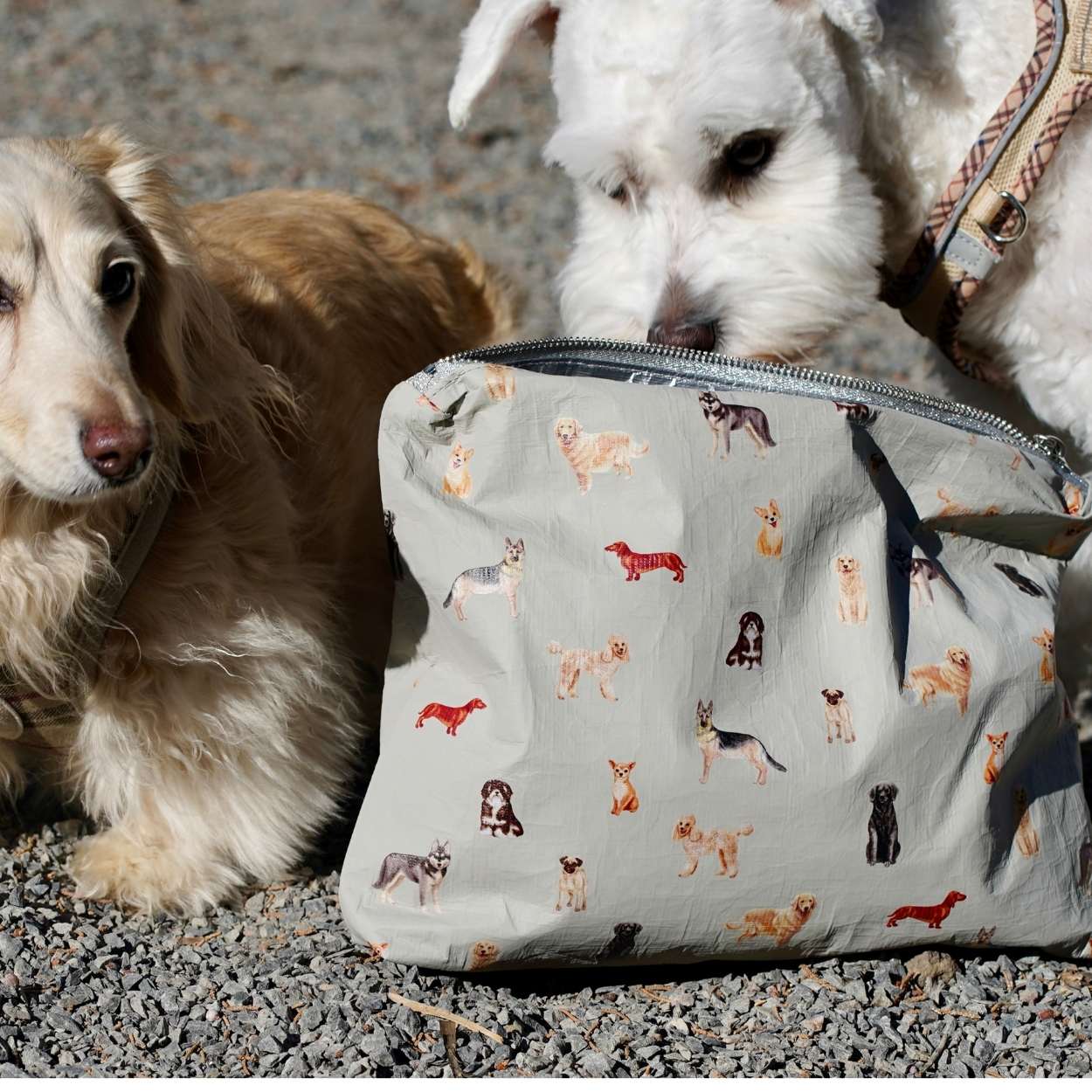 Two dogs looking at a pouch with dog illustrations on a gravel surface
