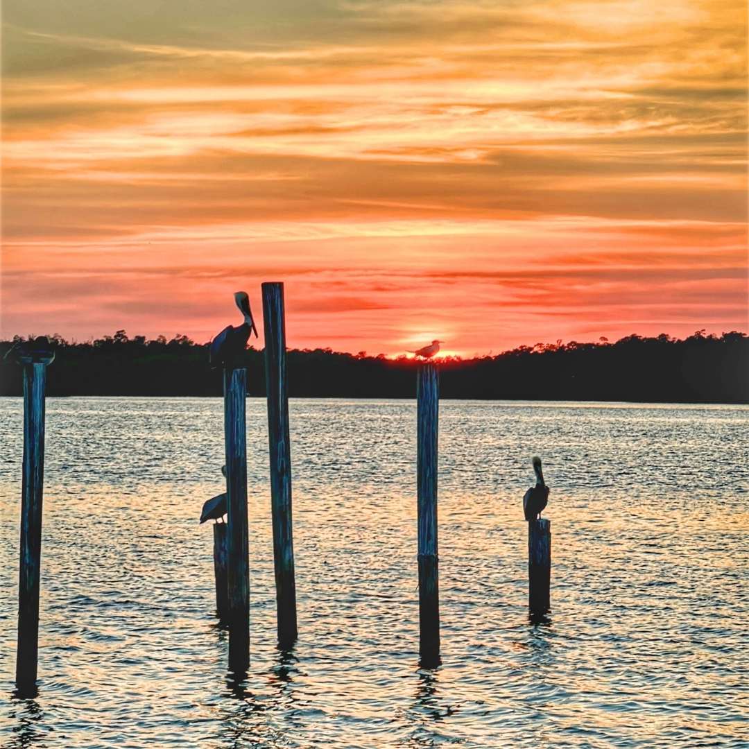 Pelicans on wooden posts in water with a colorful sunset sky in Chokoloskee Florida