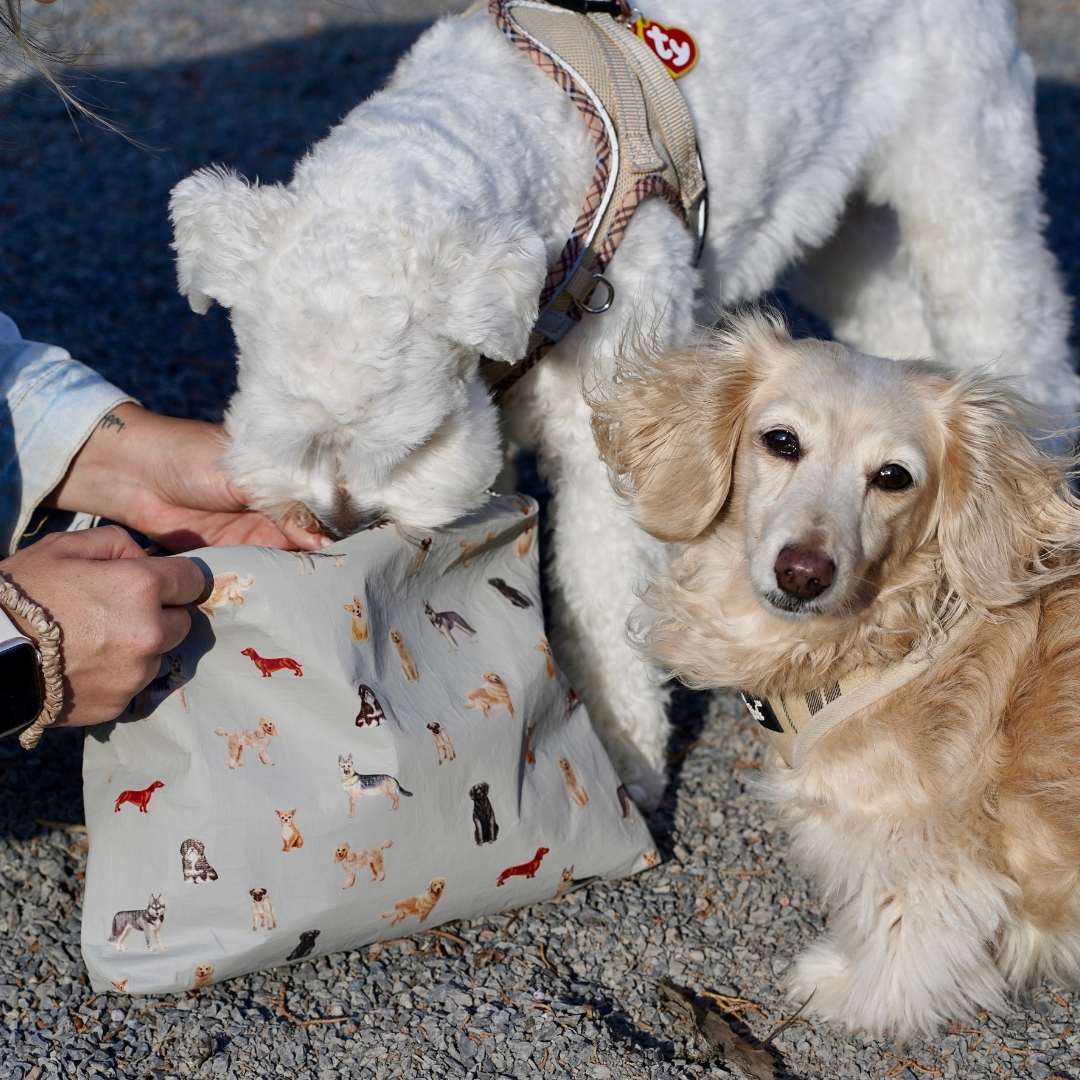 Two dogs interacting with a bag featuring dog illustrations on a gravel surface.
