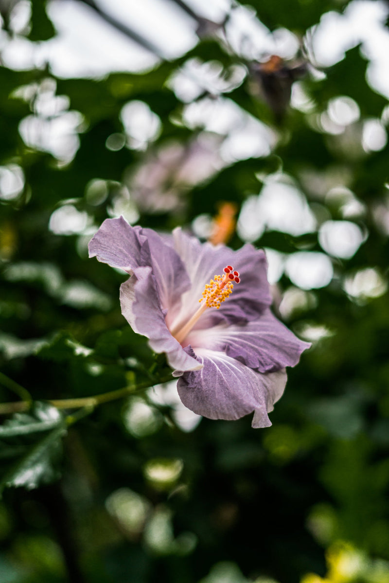 Close-up of a purple flower with a blurred green background