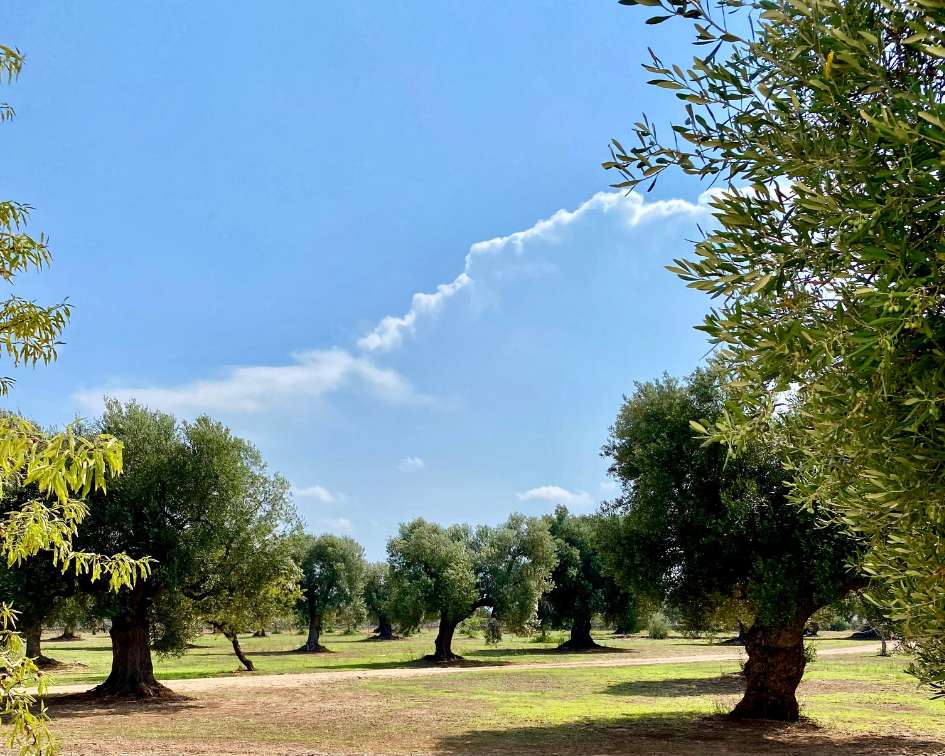 Olive trees in Puglia Itally